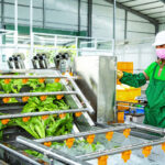 clean vegetable processing workshop