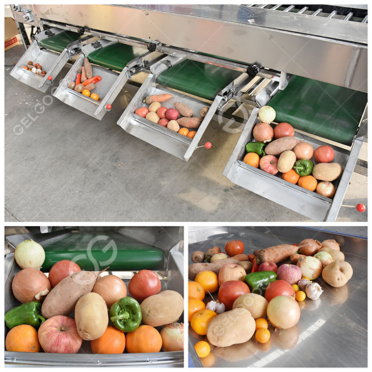 fruits and vegetable sorting machine details