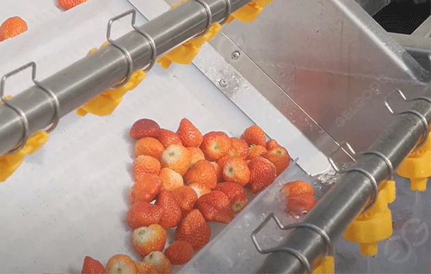 Strawberry-processing-line